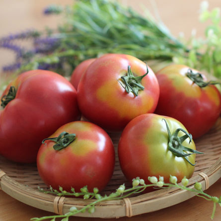 名張市農産品加工講座「トマトケチャップソース作り」を8月7日に開催！参加者募集中！